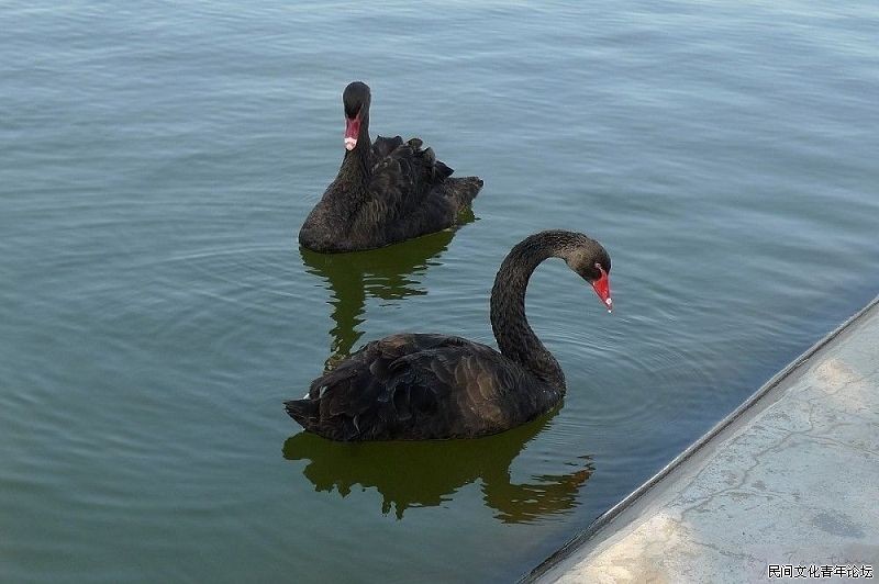 师盛湖里的黑天鹅