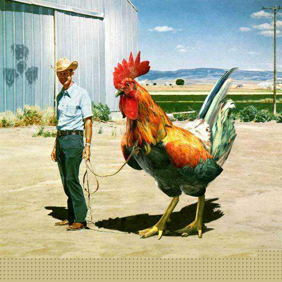 bigcock.jpg