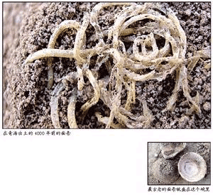 中国出土4000年前面条 如何制成仍是谜.gif