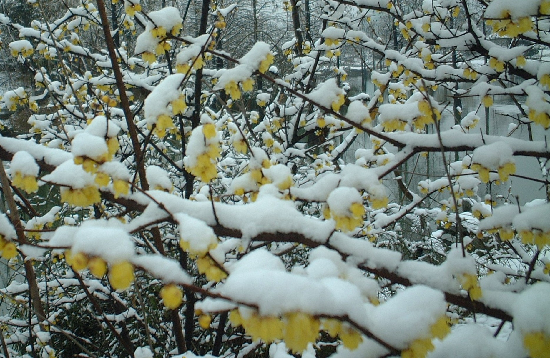 9-腊梅闹冬雪.JPG
