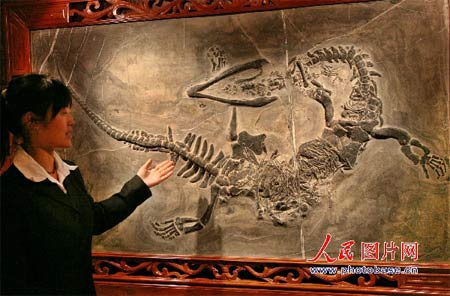贵州“长角”中国龙化石4.jpg