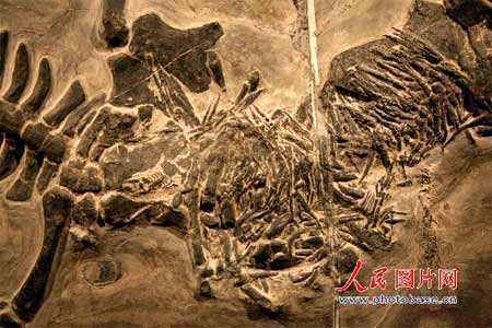 贵州“长角”中国龙化石5.jpg