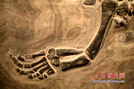 贵州“长角”中国龙化石7.jpg