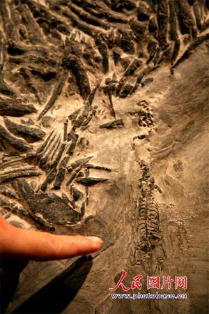 贵州“长角”中国龙化石2.jpg