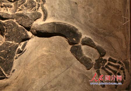 贵州“长角”中国龙化石6.jpg