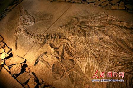 贵州“长角”中国龙化石8.jpg