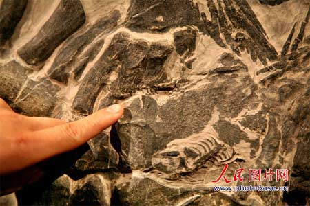 贵州“长角”中国龙化石1.jpg