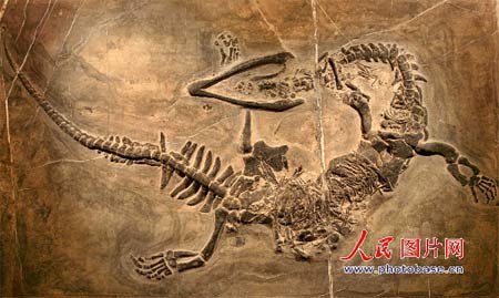 贵州“长角”中国龙化石3.jpg